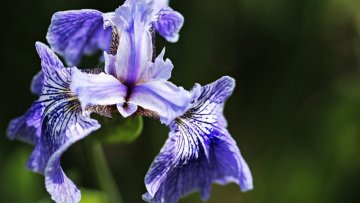 Tři základní Iris parfémy (kosatcové)