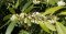 Vonné esence: Osmanthus