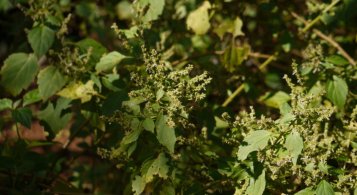 Vonné esence: Patchouli