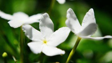 Vonné esence: Jasmín