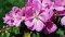 Vonné esence: Geranium – další růže v parfémech