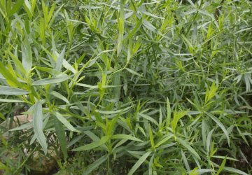 Parfémové tóny – Estragon: svěží a aromatický