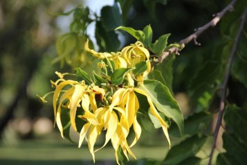 Vonné esence - Ylang Ylang