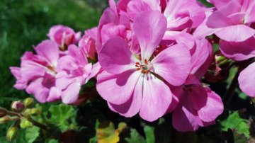 Vonné esence: Geranium – další růže v parfémech