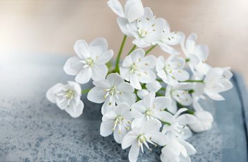 Parfémy, které si hrají s osobností bílých květů
