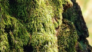 Vonné esence – Mysteriózní a lákavá vůně cypřiše