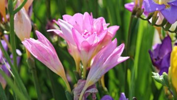 Vonná zahrada: Frézie / Freesia