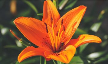 Vonné esence: Pomerančový květ, Neroli, Petitgrain- hořké pomerančové akordy