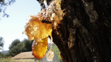 Tolu balzám, Benzoin, Styrax a další orientální balzamické tóny