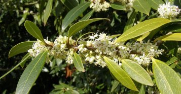Vonné esence: Osmanthus