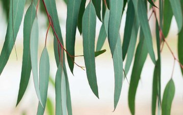 Parfémové tóny – Eukalyptus: svěží a exotický