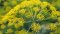 Vonné esence: Galbanum
