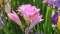 Vonná zahrada: Frézie / Freesia