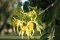 Vonné esence - Ylang Ylang